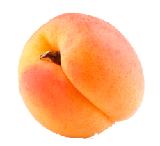 Apricot PNG-12645